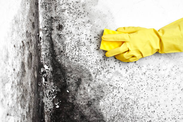Best Residential Mold Removal  in Wells, MN