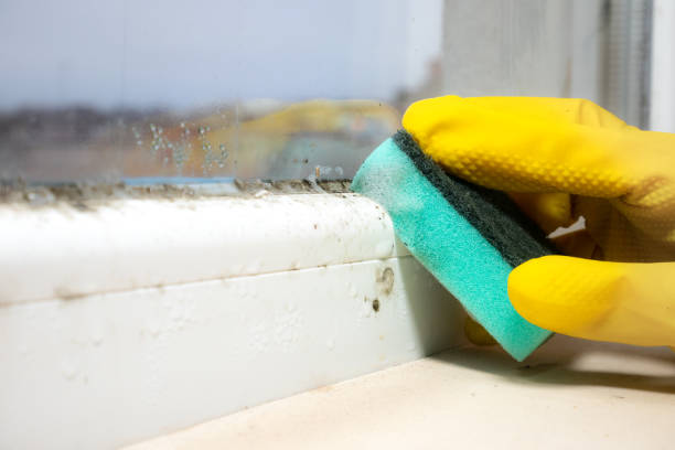 Professional Mold Removal in Wells, MN