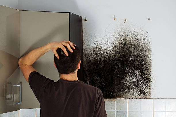 Mold Testing and Removal in Wells, MN
