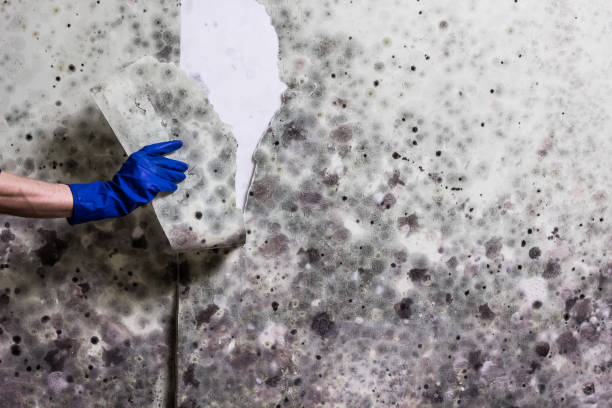 Best Home Mold Removal  in Wells, MN